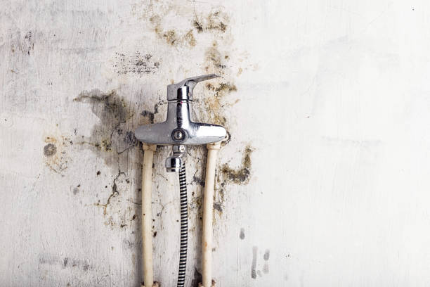 Best Mold Removal Near Me  in Sunnyvale, TX