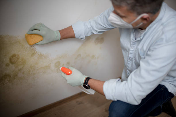 Best Mold Testing  in Sunnyvale, TX