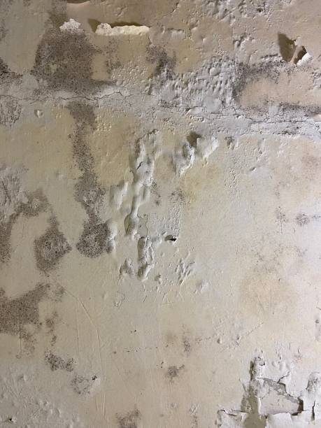 Best Mold Removal Specialists  in Sunnyvale, TX