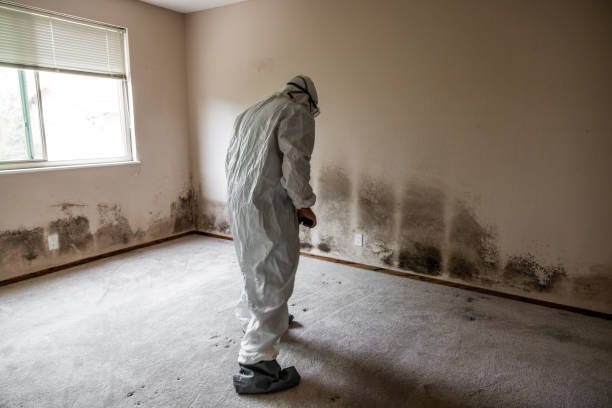 Best Certified Mold Removal  in Sunnyvale, TX