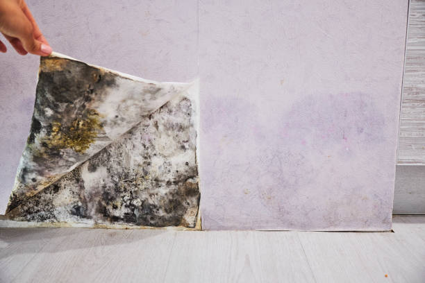 Best Fast Mold Removal  in Sunnyvale, TX